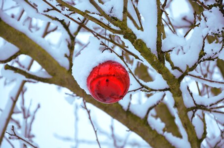 Decoration winter xmas photo