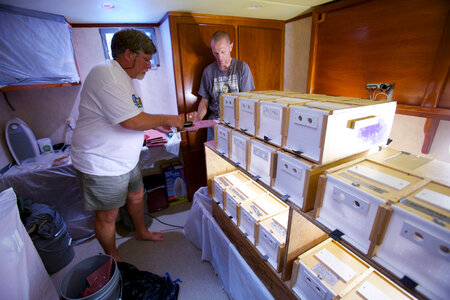 Nihoa Millerbird Translocation-1