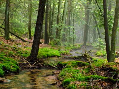 Beautiful Photo branch environment