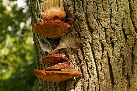 Mushrooms on tree baumschwamm tree