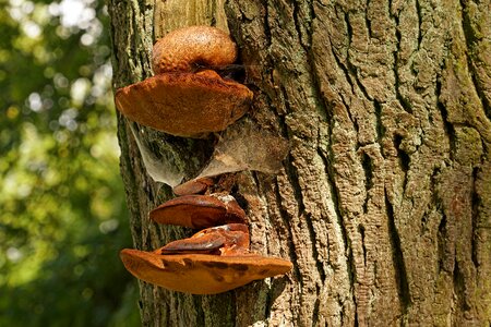 Mushrooms on tree baumschwamm tree photo