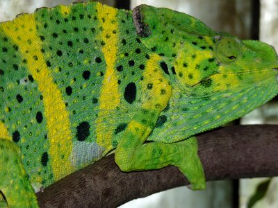 Chameleon chamaeleonidae reptile photo