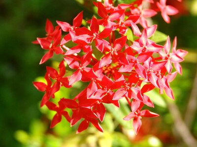 Africa flowers spring