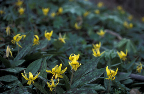 Trout lily photo