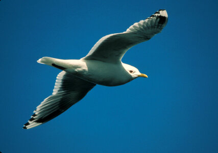 Mew gull in flight-1 photo