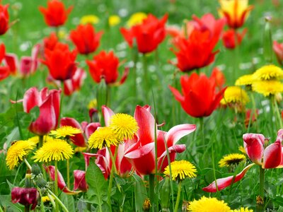 Tulips tulip field red photo