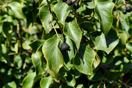 Berries bush plant photo