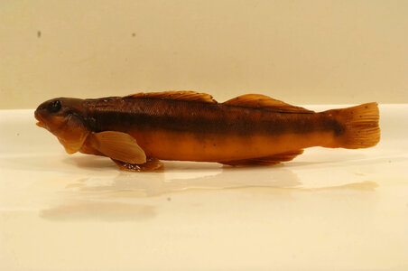 Percina aurantiaca-1
