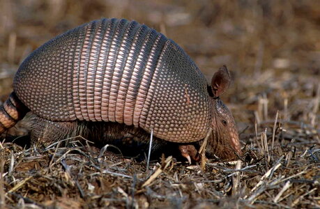 Animal armadillo 