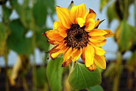 Yellow damaged by frost foliage