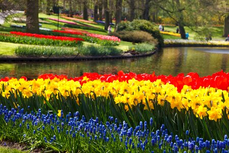 Daffodil colorful background