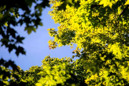 Autumn autumn season blue sky photo