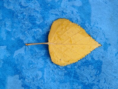 Leaf leaves black poplar leaf photo