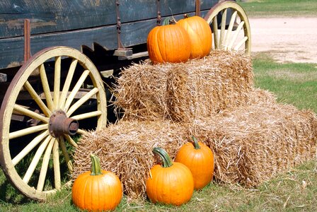 Autumn autumn season beautiful photo