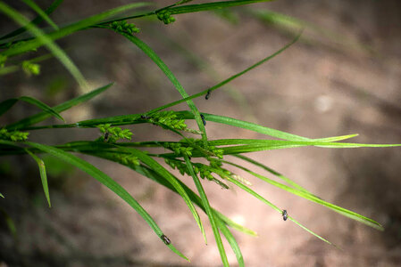 Bugs on the grass