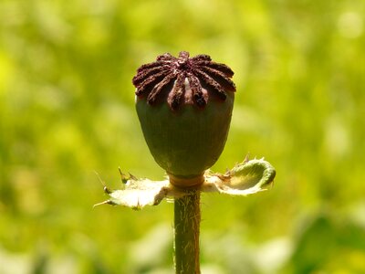 Klatschmohn capsule poppy capsule medicinal plant