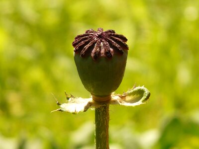 Klatschmohn capsule poppy capsule medicinal plant photo