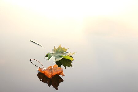 Autumn nature fall