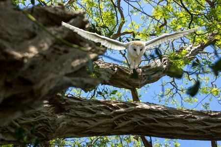 Animal landscape owl