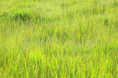 Agriculture environment field