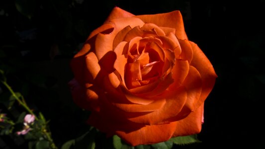 Rose rose blooms flower