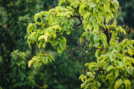 Orchard pears rain