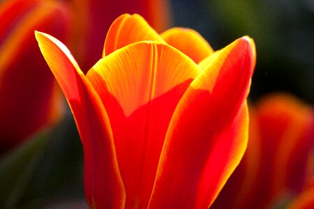 Flowers tulips schnittblume