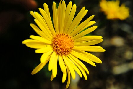 Close up yellow plant
