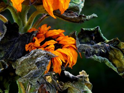 Beautiful Flowers biology blooming