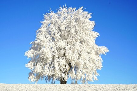 Blue Sky cold frost photo