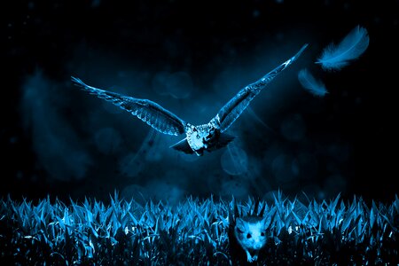 Night nature hunter