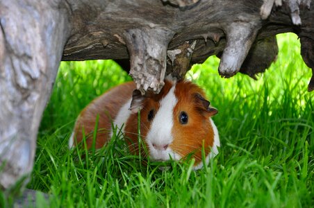 Rodent nager meadow