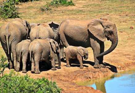 Elephant family africa south africa