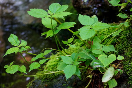 A small river surrounded by rocks and green plants photo