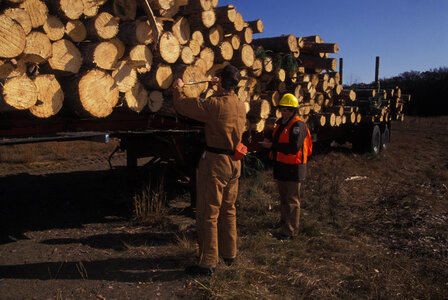 Selective logging photo
