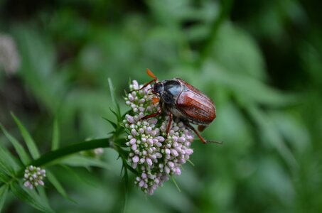 Nature insect flower
