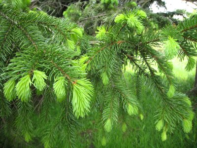 New growth branch