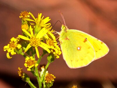 Yellow sucking flower photo