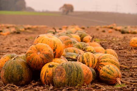 Agriculture autumn autumn season