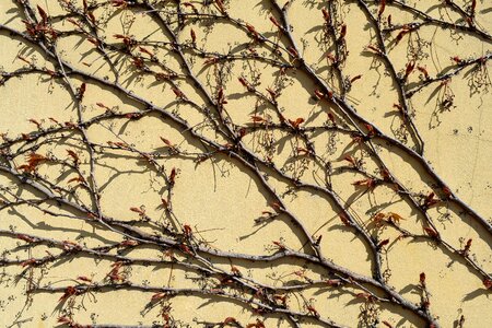 Tree branch nature