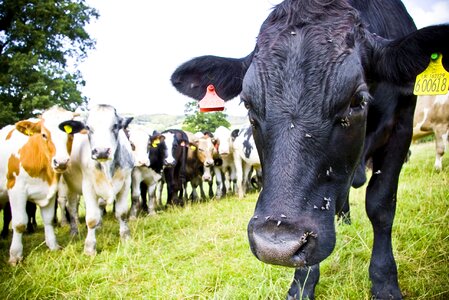 Rural livestock agriculture