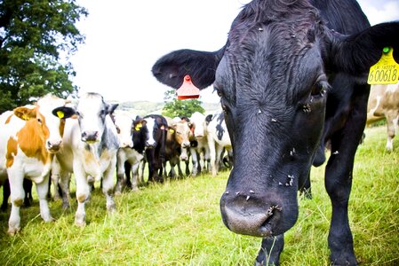 Rural livestock agriculture photo