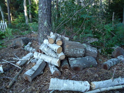 Wood Pile photo