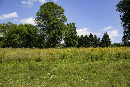 Summer Landscape with yellow flowers at Horicon Marsh photo
