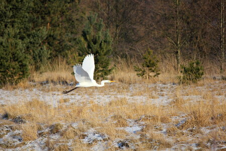 Flying white heron