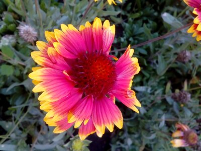 Flower Garden flowering botany photo