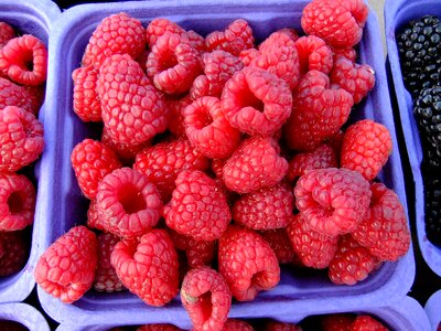 Fresh sweet berry