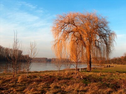 Weeping Willow on the Rhine river Germany photo