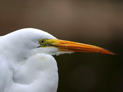 Bird chief egret