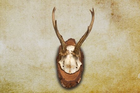 Hunting trophy retro red deer
